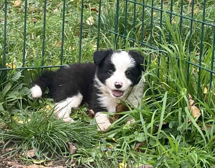 Chiot Border Collie Du vent des moissons
