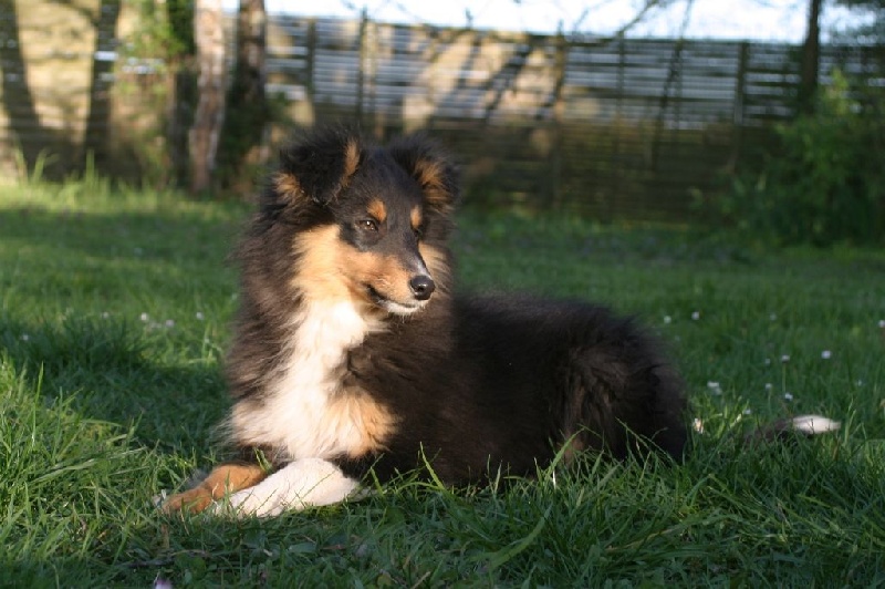 Du vent des moissons - Shetland Sheepdog - Portée née le 29/12/2013