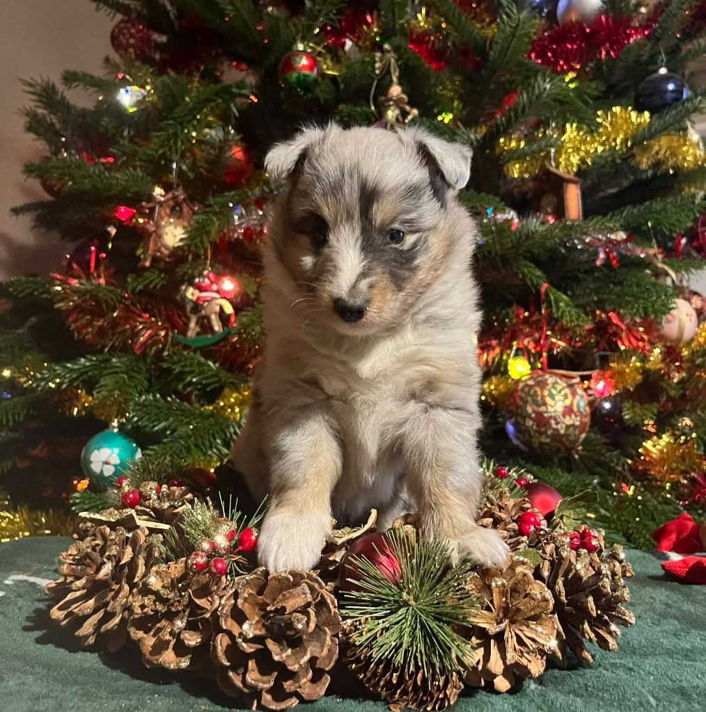 Du vent des moissons - Chiots disponibles - Shetland Sheepdog