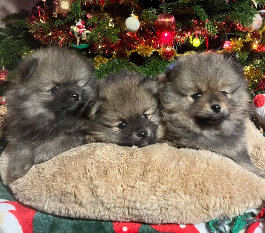 Du vent des moissons - Spitz allemand - Portée née le 17/10/2025