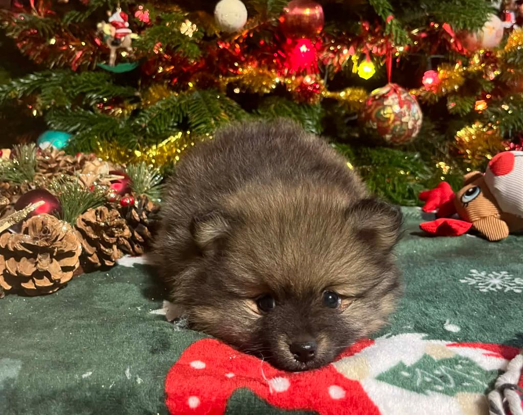 Du vent des moissons - Chiots disponibles - Spitz allemand