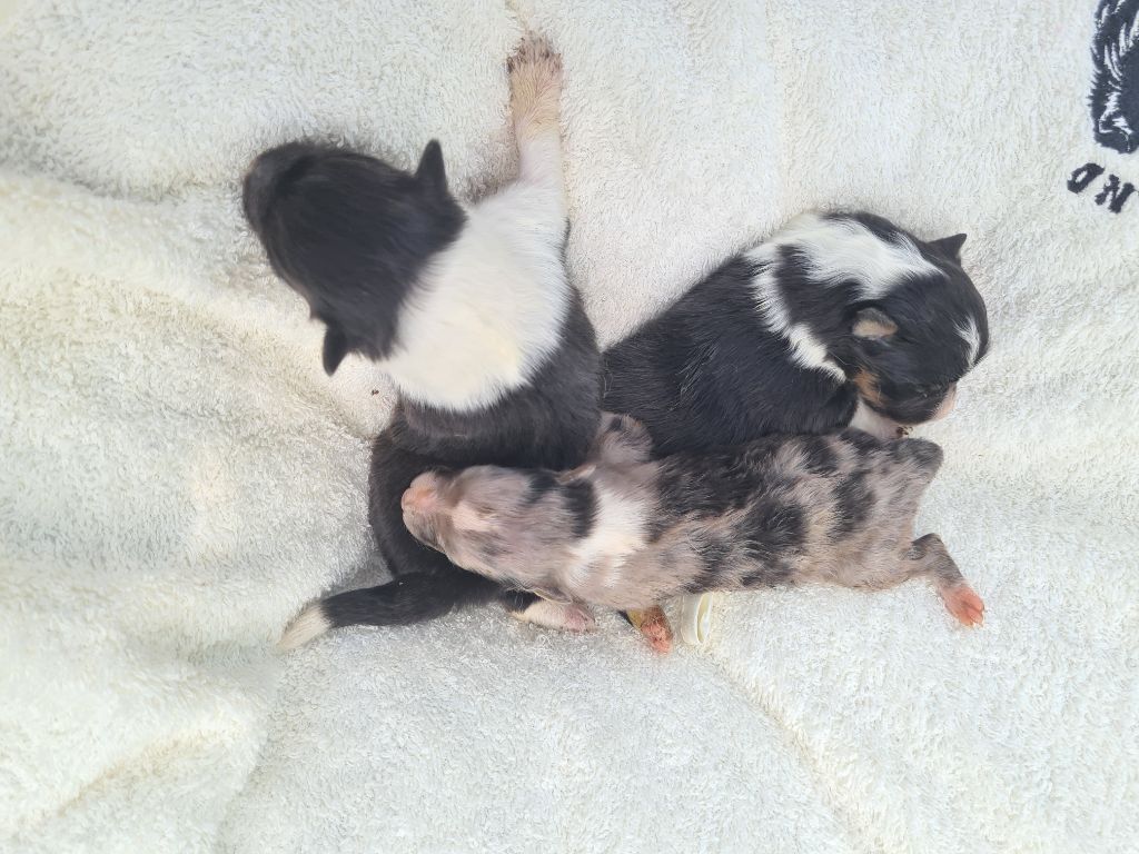 Chiot Shetland Sheepdog Du vent des moissons