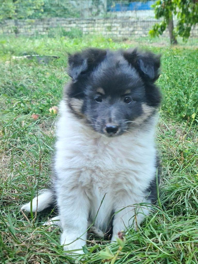 Du vent des moissons - Chiots disponibles - Shetland Sheepdog