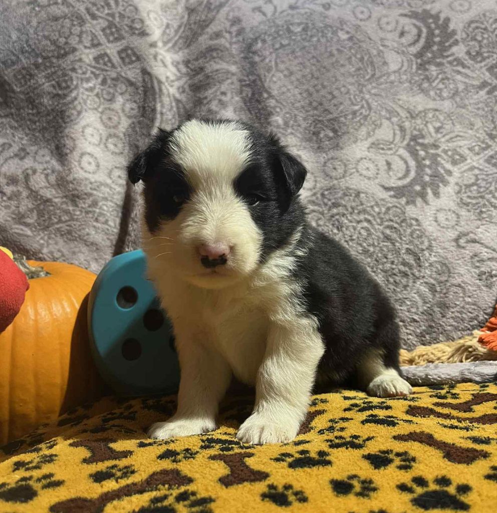 Du vent des moissons - Chiots disponibles - Border Collie