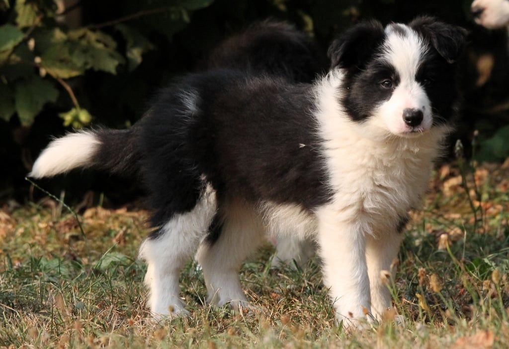 Du vent des moissons - Chiots disponibles - Border Collie