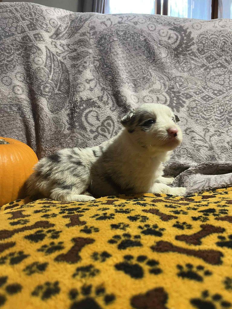 Du vent des moissons - Chiots disponibles - Border Collie