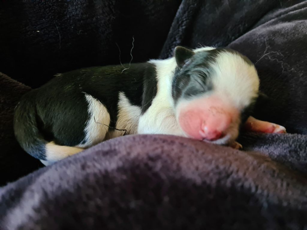 Du vent des moissons - Chiots disponibles - Border Collie