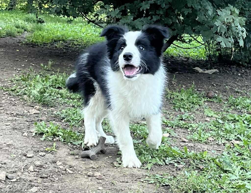Du vent des moissons - Border Collie - Portée née le 23/06/2025