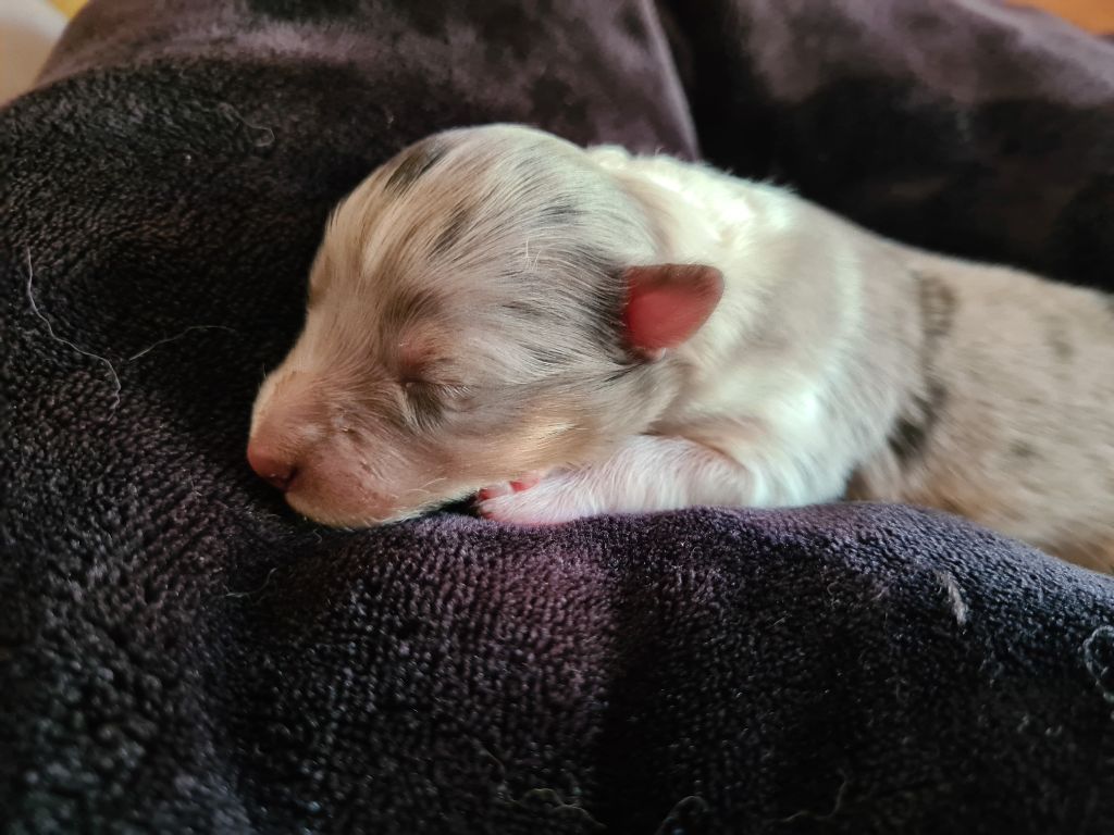Du vent des moissons - Chiots disponibles - Shetland Sheepdog