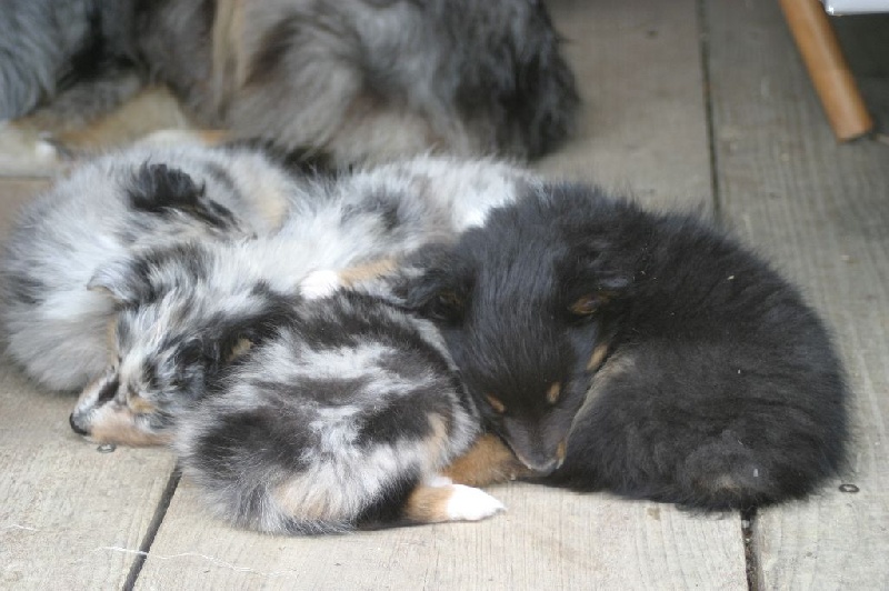 Du vent des moissons - Shetland Sheepdog - Portée née le 22/05/2014