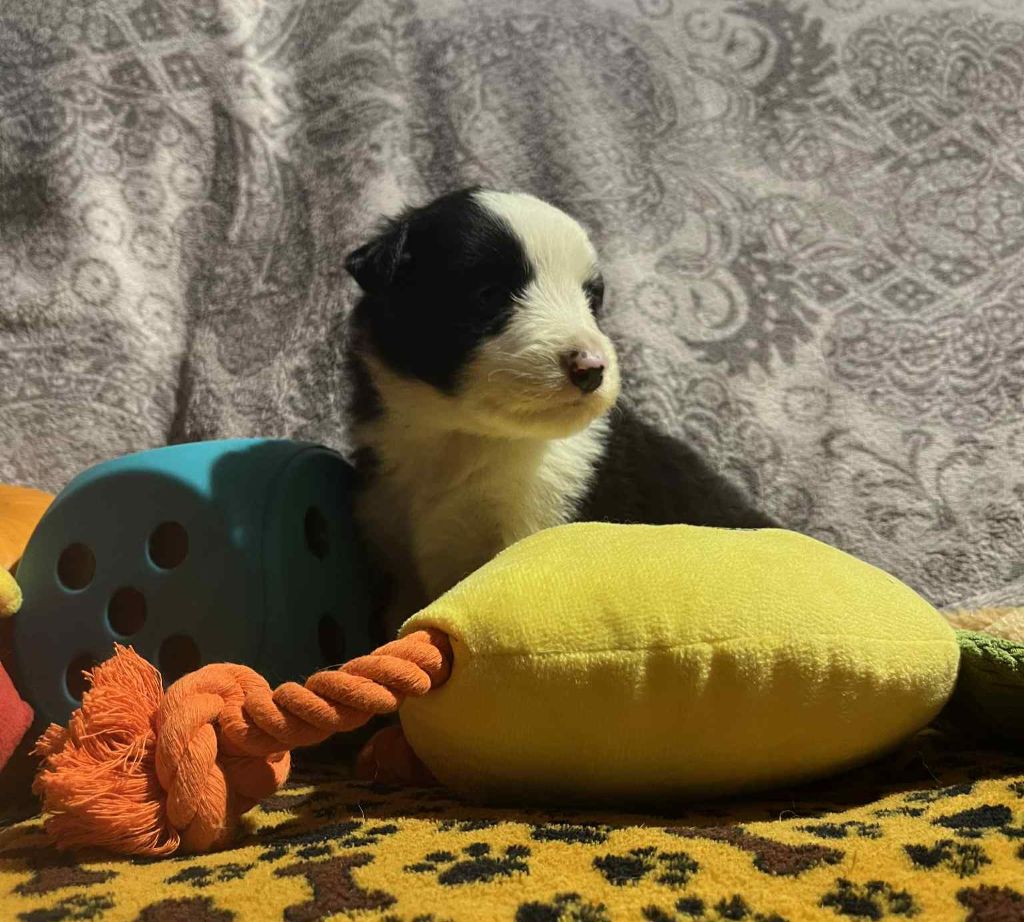 Du vent des moissons - Chiots disponibles - Border Collie