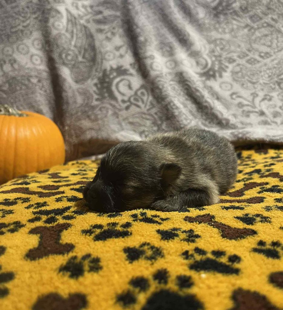 Du vent des moissons - Chiots disponibles - Spitz allemand