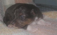 Fynn