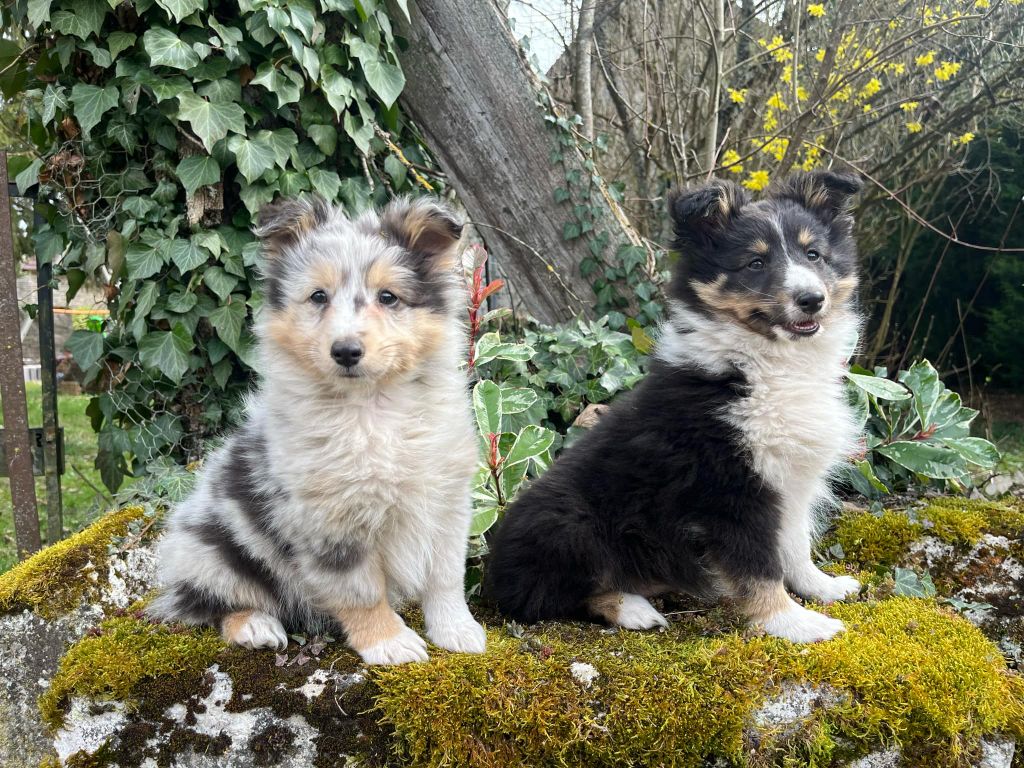 Chiot Shetland Sheepdog Du vent des moissons