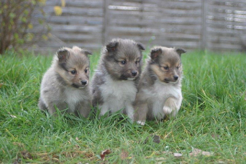 Du vent des moissons - Shetland Sheepdog - Portée née le 13/11/2011