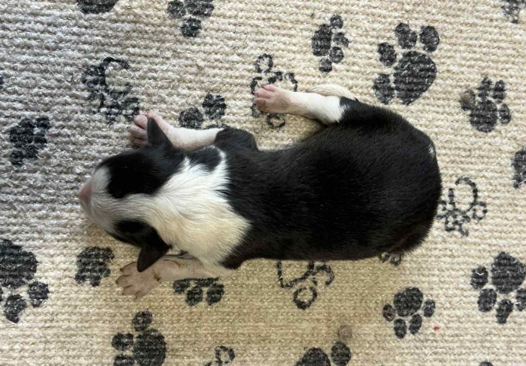 Du vent des moissons - Chiots disponibles - Border Collie