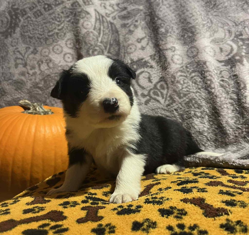 Du vent des moissons - Chiots disponibles - Border Collie