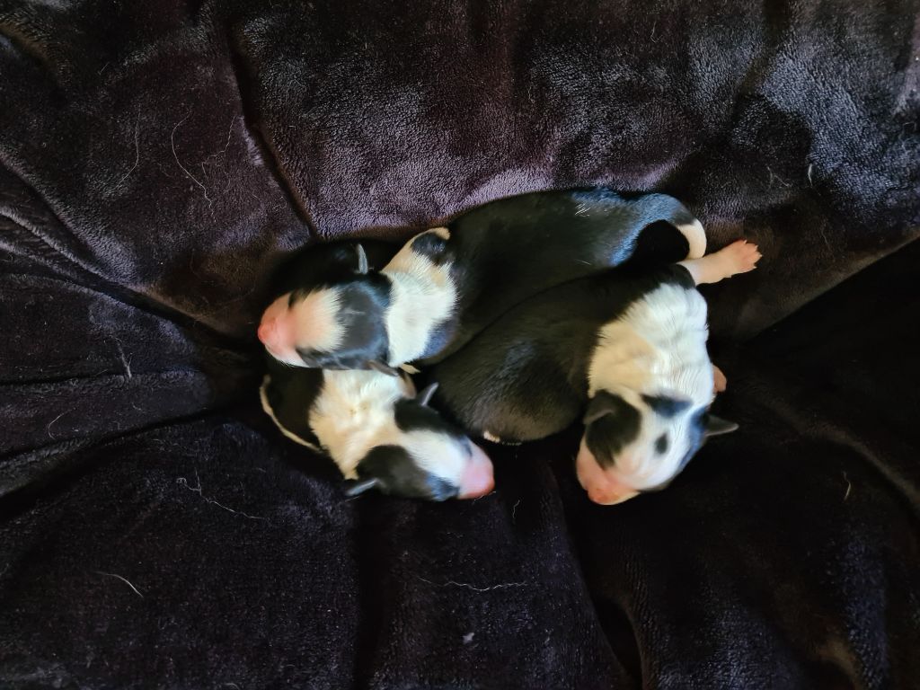 Chiot Border Collie Du vent des moissons