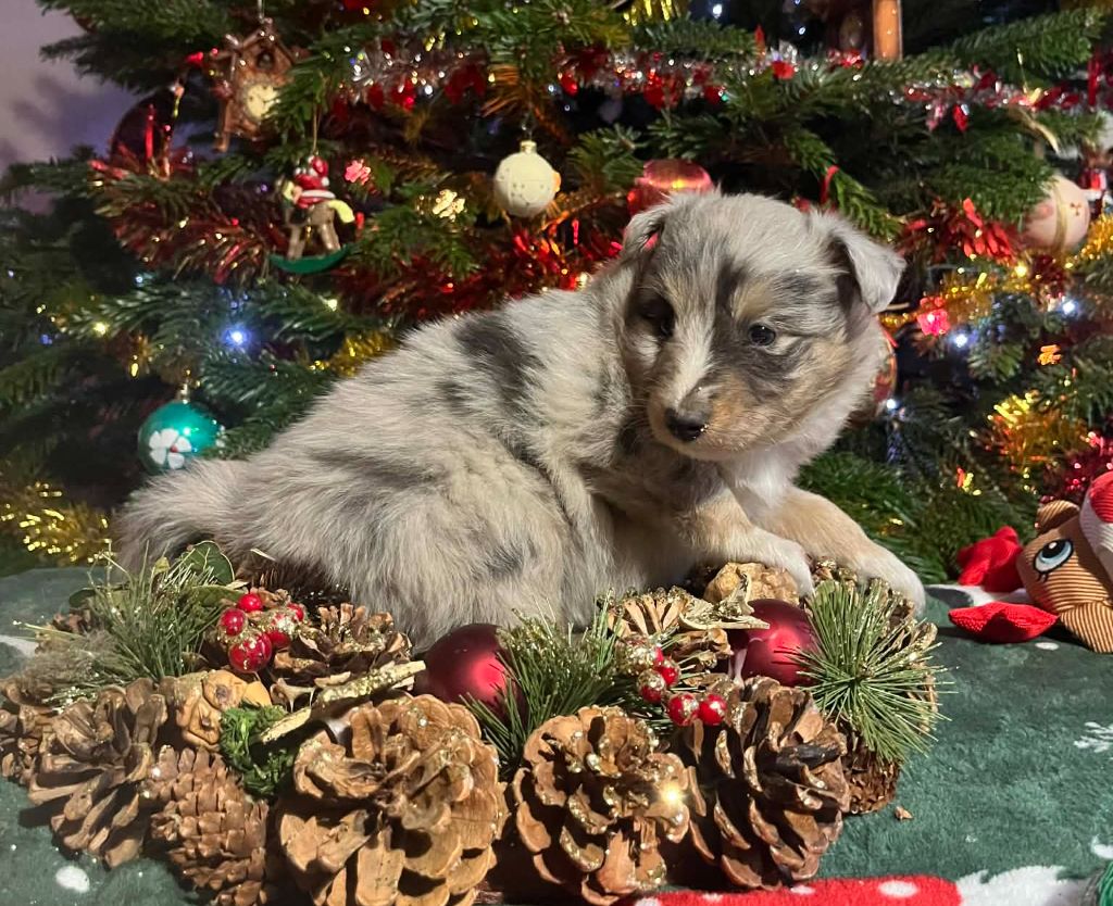 Chiot Shetland Sheepdog Du vent des moissons