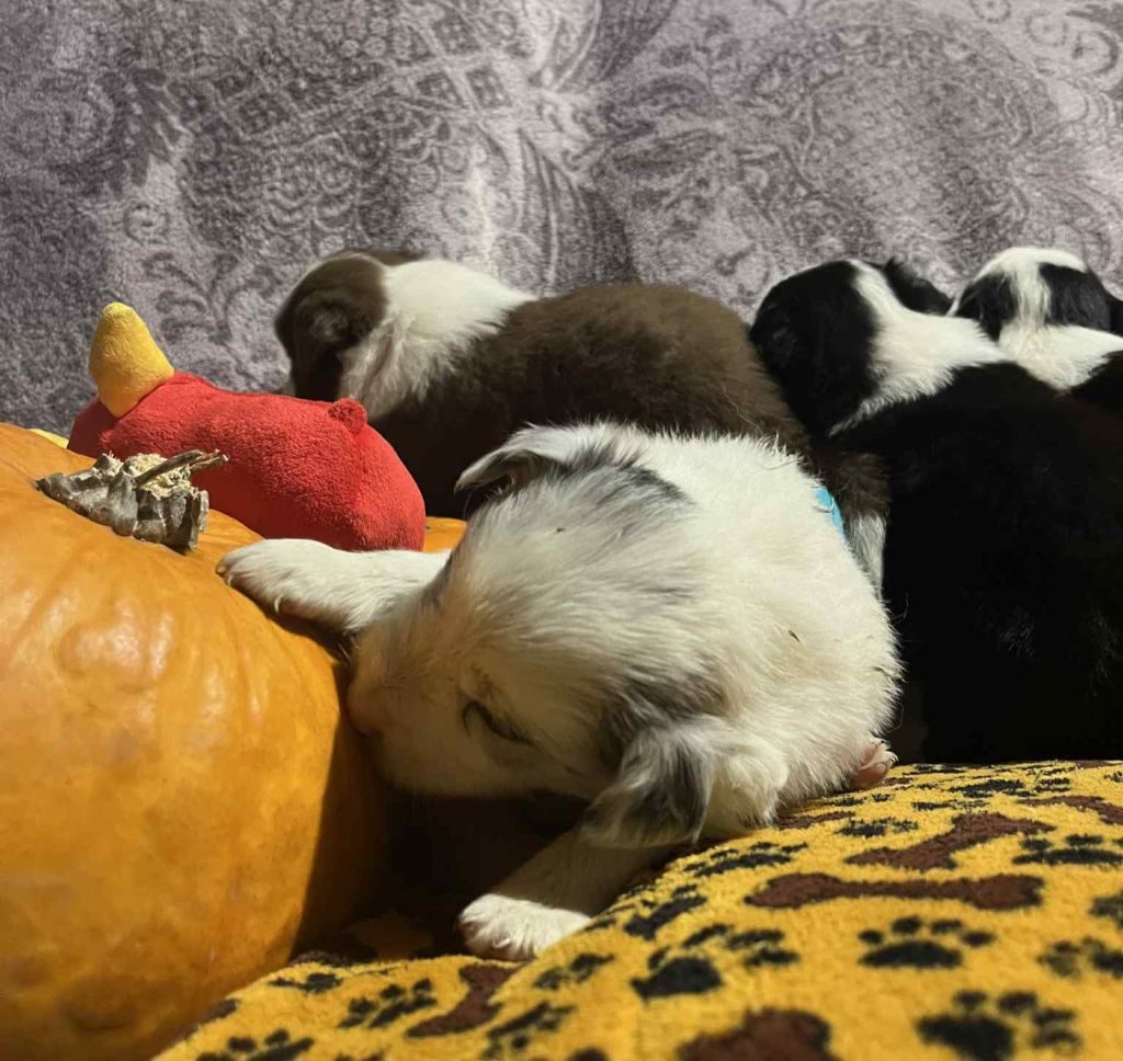 Du vent des moissons - Border Collie - Portée née le 03/10/2025