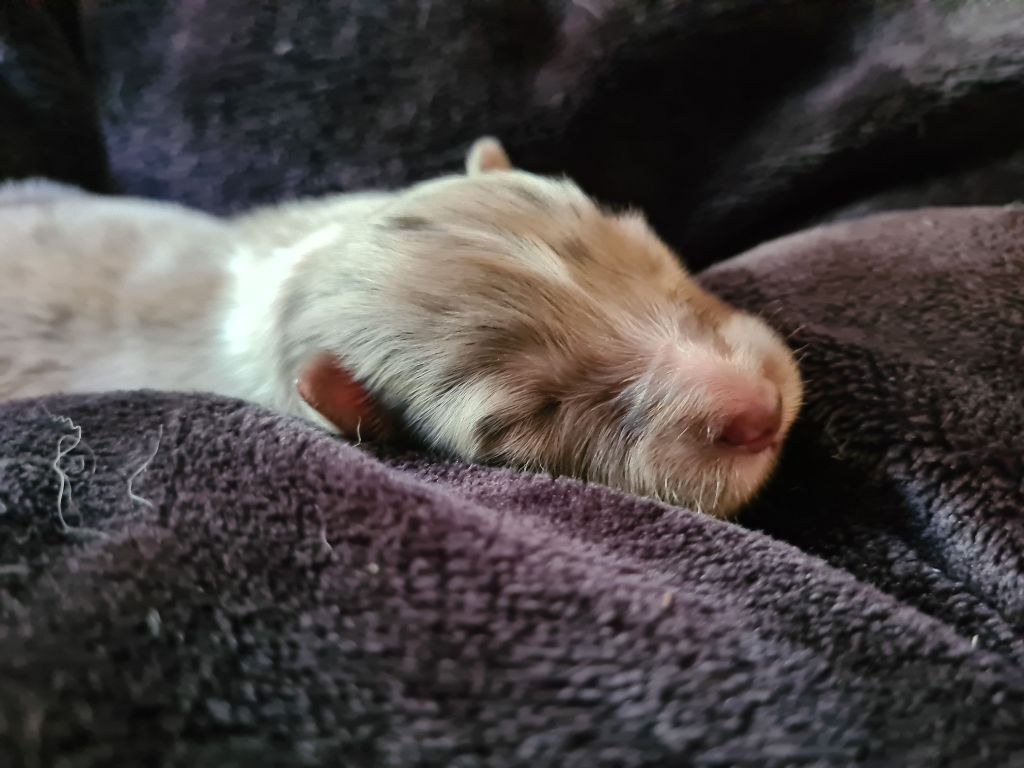 Du vent des moissons - Chiots disponibles - Shetland Sheepdog