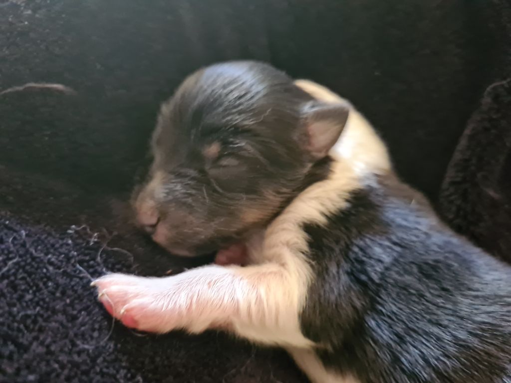 Du vent des moissons - Chiots disponibles - Shetland Sheepdog