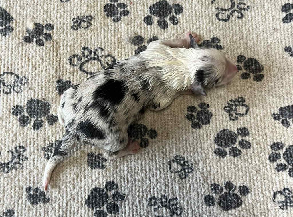 Du vent des moissons - Chiots disponibles - Border Collie
