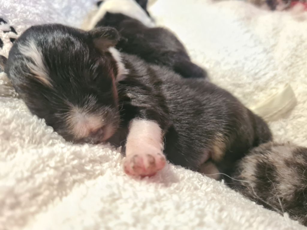 Du vent des moissons - Chiots disponibles - Shetland Sheepdog