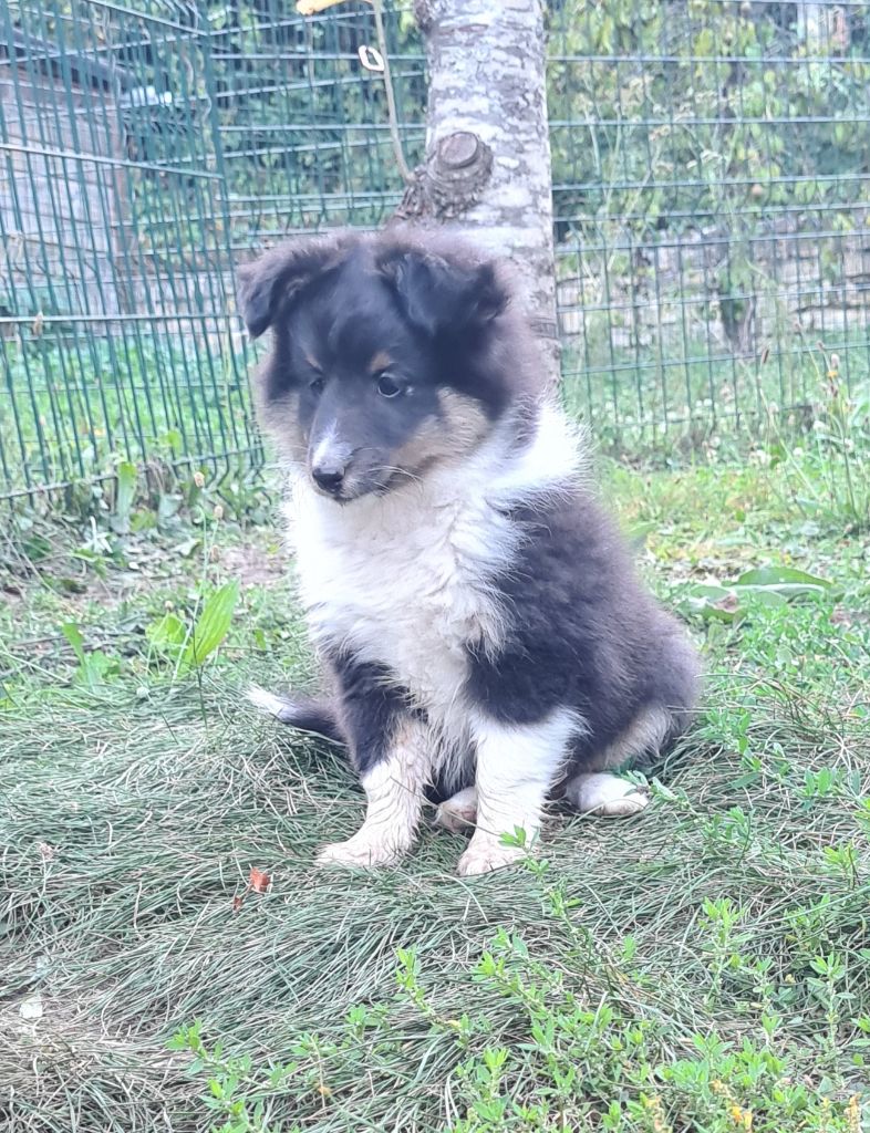 Du vent des moissons - Chiots disponibles - Shetland Sheepdog