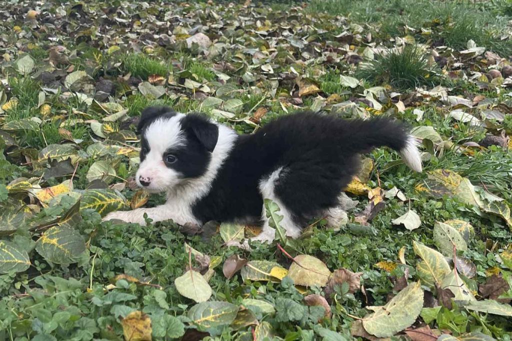 Du vent des moissons - Chiots disponibles - Border Collie