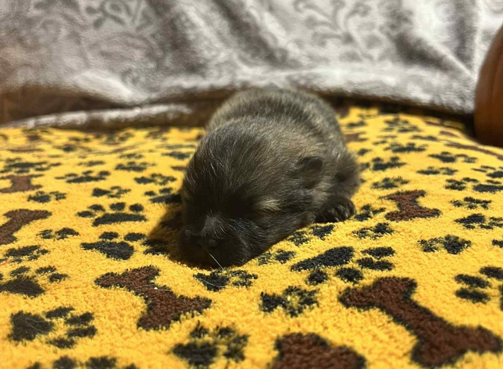 Du vent des moissons - Chiots disponibles - Spitz allemand