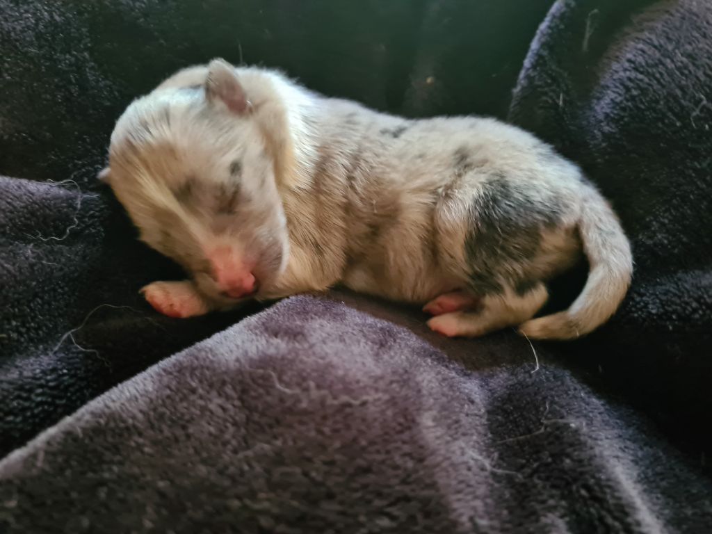 Du vent des moissons - Chiots disponibles - Shetland Sheepdog