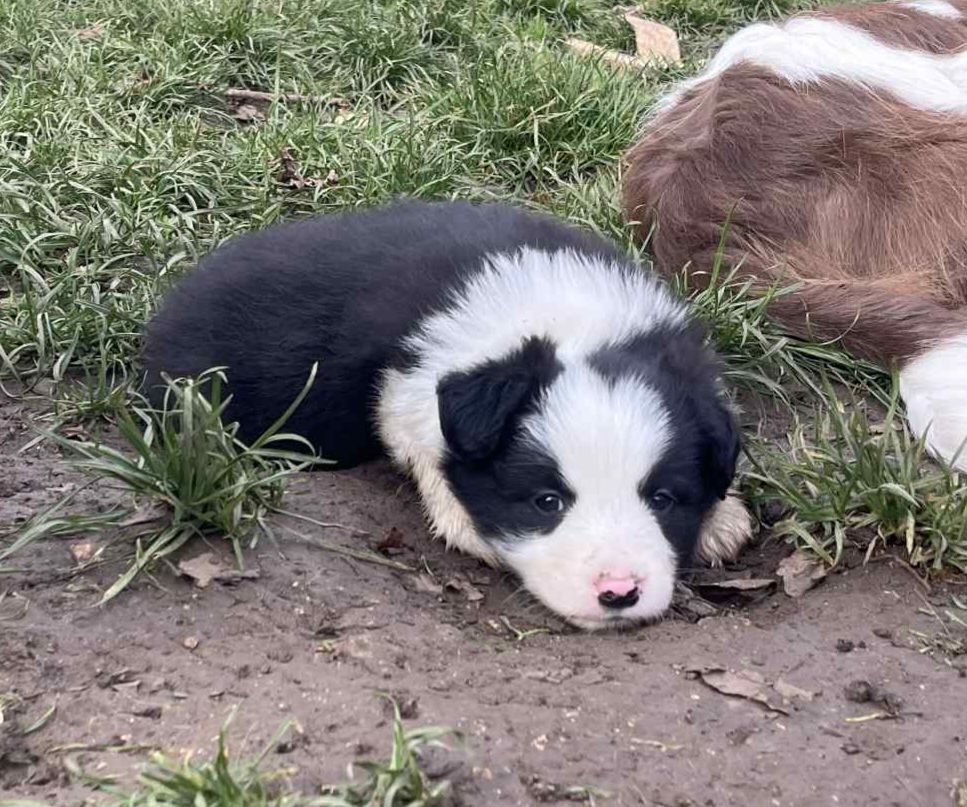 Du vent des moissons - Chiots disponibles - Border Collie