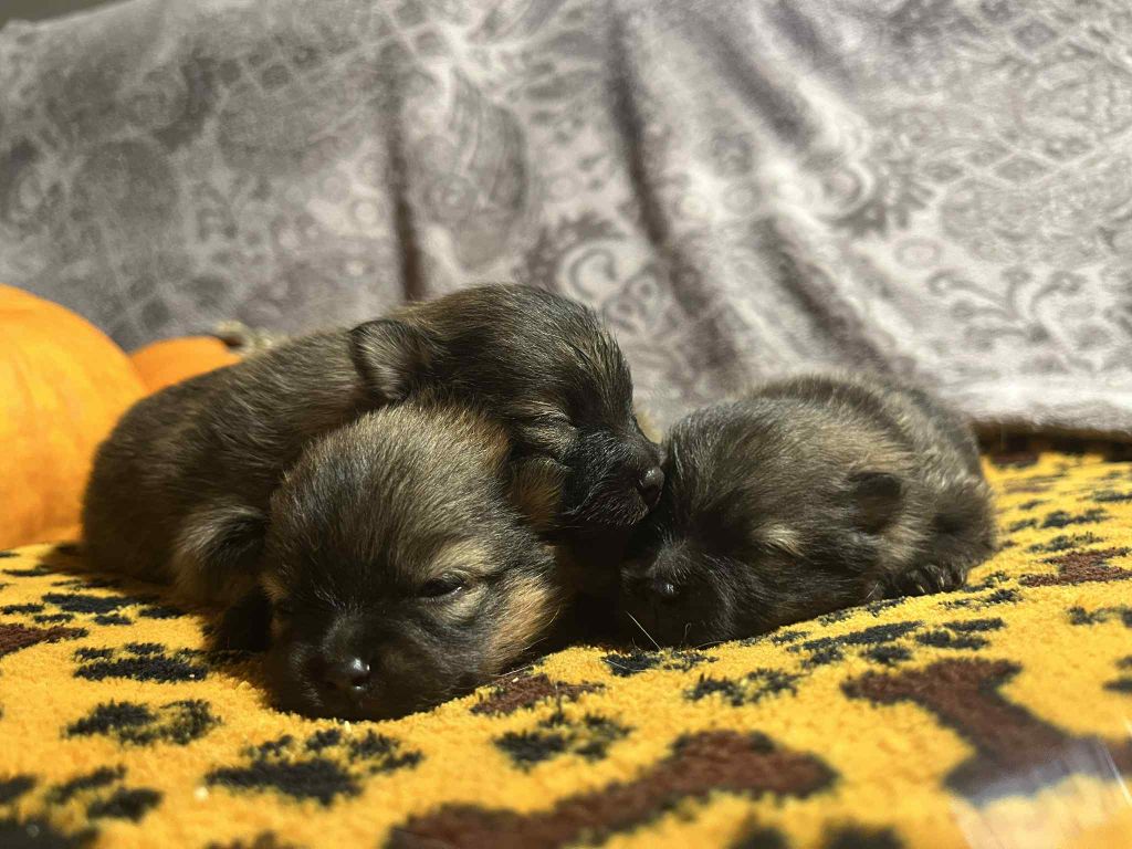 Chiot Spitz allemand Du vent des moissons